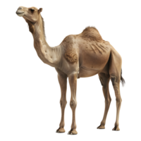 3D Rendering of a Camel Standing on Transparent Background png