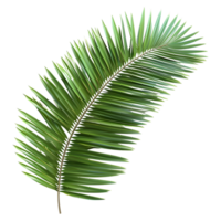 3d renderen van een kokosnoot of palm boom blad fabriek Aan transparant achtergrond png