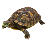 3d representación de un tortuga en transparente antecedentes png