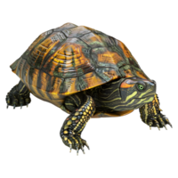 3d Rendern von ein Schildkröte auf transparent Hintergrund png