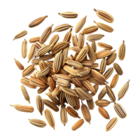 Coriander Seeds on Transparent background png