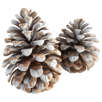 Pine Cones on Transparent background png