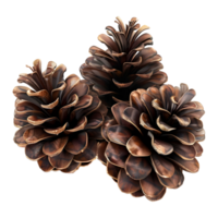 Pine Cones on Transparent background png