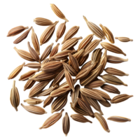 Coriander Seeds on Transparent background png