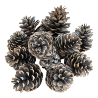 Pine Cones on Transparent background png