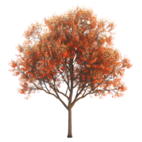 3D Rendering of a Autumn Season Tree on Transparent Background png