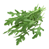 Arugula Plant on Transparent background png