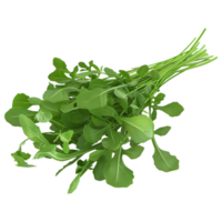 Arugula Plant on Transparent background png