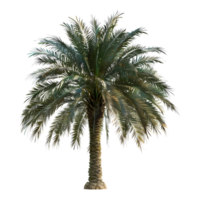 3D Rendering of a Palm Tree on Transparent Background png