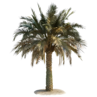 3D Rendering of a Palm Tree on Transparent Background png