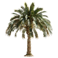 3D Rendering of a Palm Tree on Transparent Background png