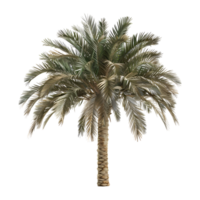 3D Rendering of a Palm Tree on Transparent Background png