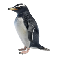 3D Rendering of a Penguin on Transparent Background png