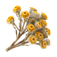 3D Rendering of a Mini Orange Blossom on Transparent Background png