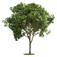 3D Rendering of a Green Tree on Transparent Background png