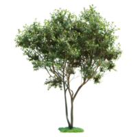 3d representación de un verde árbol en transparente antecedentes png