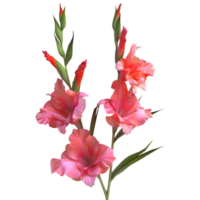 3d Renderização do uma gladíolo flor em transparente fundo png