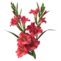 3d tolkning av en gladiolus blomma på transparent bakgrund png