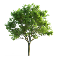 3d representación de un verde árbol en transparente antecedentes png