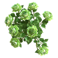 3d representación de un verde flores con hojas en transparente antecedentes png