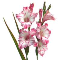 3D Rendering of a Gladiolus Flower on Transparent Background png