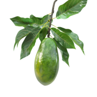 3d Rendern von ein Grün Mangos mit Blätter auf transparent Hintergrund png