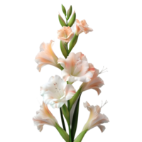 3d tolkning av en gladiolus blomma på transparent bakgrund png