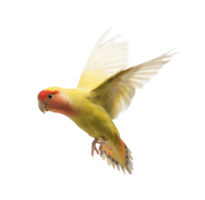 dal viso roseo pappagallino verde africano volare, agapornis roseicollis, anche conosciuto come il faccia di pesca pappagallino verde africano nel davanti png