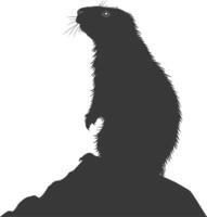 Silhouette marmot animal black color only full body vector