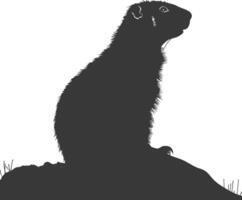 Silhouette marmot animal black color only full body vector