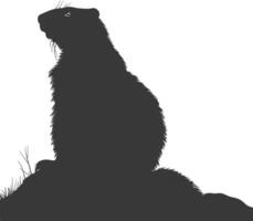 Silhouette marmot animal black color only full body vector