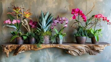 Lush Tropical Floral Arrangement on Rustic Wooden Shelf Displaying Assortment of Potted Plants photo