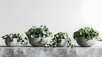 Minimalist Arrangement of Potted Houseplants on Concrete Shelf for Serene and Nature-Inspired Home or Office Decor photo