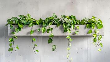 Lush Trailing Greenery Adorning a Rustic Concrete Wall in a Modern Interior photo