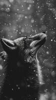 A black and white photography of a fox in the wild photo