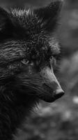 A black and white photography of a fox in the wild photo