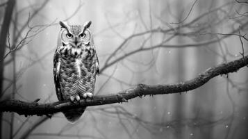 Black and White Photo of Owl in Wilderness