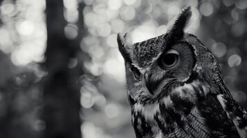 Black and White Photo of Owl in Wilderness