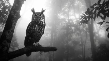 Black and White Photo of Owl in Wilderness