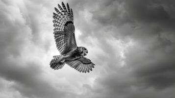 Black and White Photo of Owl in Wilderness