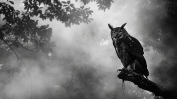 Black and White Photo of Owl in Wilderness