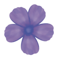 viola anemone fiore png