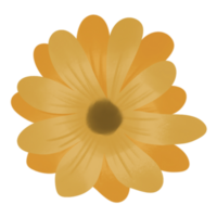 Yellow Cosmos flower png