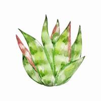 Watercolor cactus, desert mexican plants vector