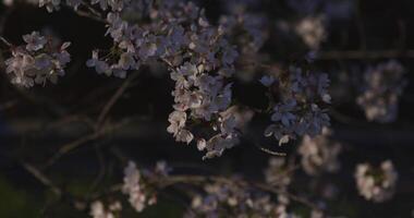 un lento movimiento de Cereza florecer balanceo viento en primavera soleado día cerca arriba video