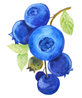 Blueberries on twigs with green leaves and dark blue berries. Watercolor illustration isolated. Clipart for the design of a vegan, natural, farm product. png