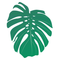 Monstera leaf isolated on background png