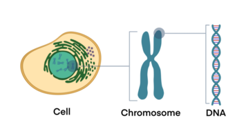 a partire dal gene per dna e cromosoma nel cellula struttura, genoma sequenza, cellula, cromosoma, dna e gene, struttura di cellula, adenina per gene, dna e cromosoma, dna molecola png