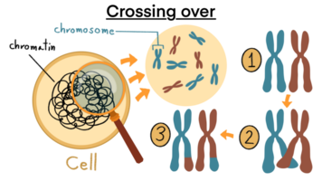 cromosomica incrocio, attraversamento al di sopra di cromosomi e omologo divisione processi schema diagramma, etichettato educativo gene riproduzione e replicazione per ricombinante palcoscenico, crossover mitosi ciclo png