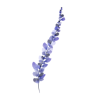 acuarela púrpura lavanda planta en un transparente antecedentes png